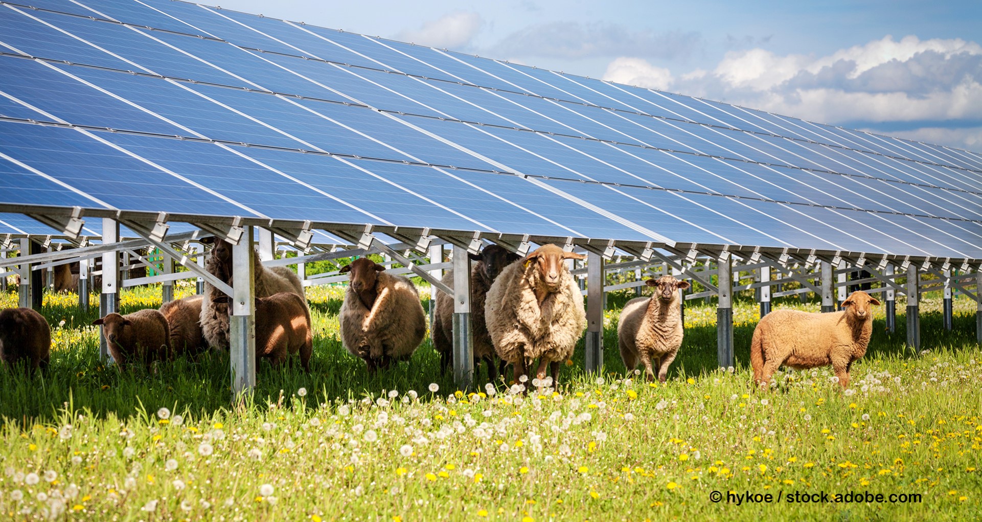 Solarpark mit Schafen