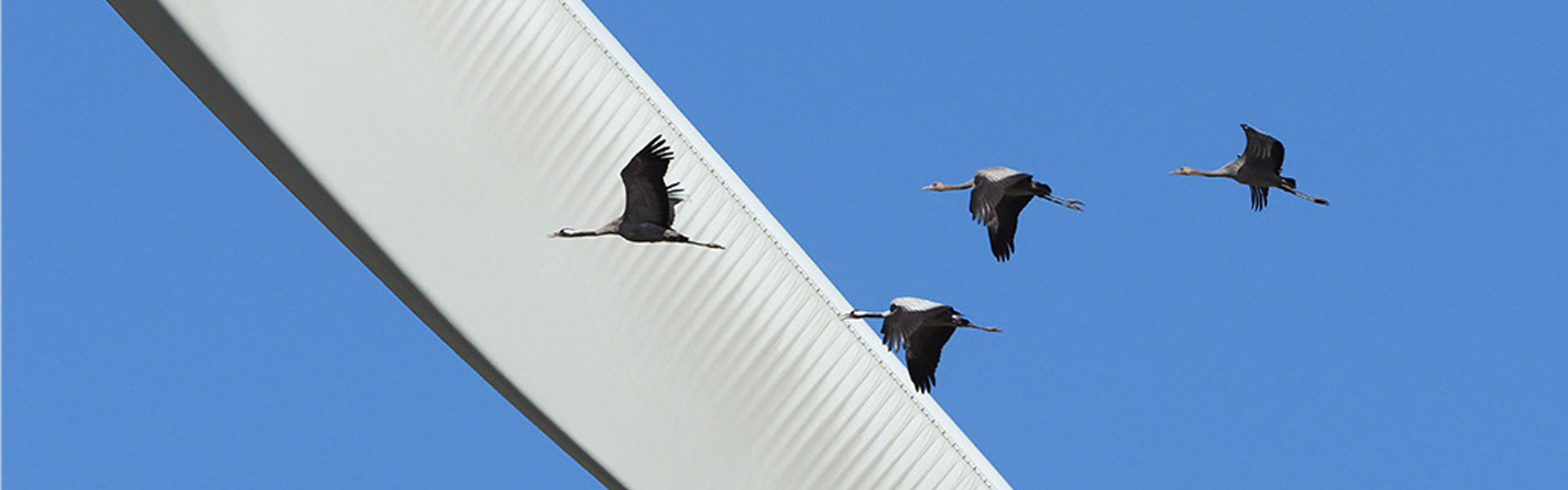 Zugvögel fliegen an Windrad vorbei