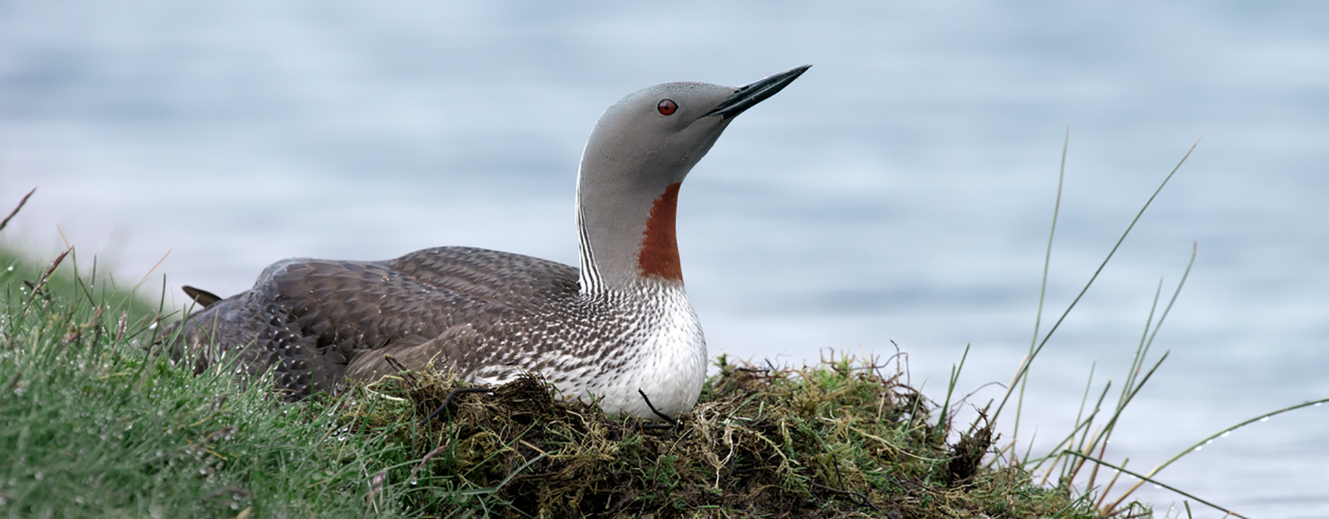 Sterntaucher, Vogel mit rotem Fleck am Hals sitzt, im Nest am Ufer eines Gewässers