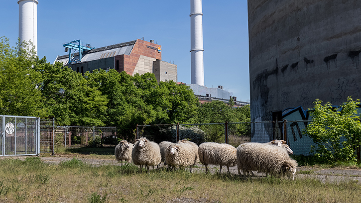 Schafe in KW Klingenberg