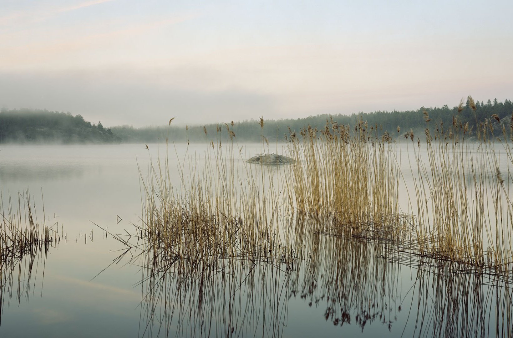 Reed kamme i tåget sø. Foto: Felix Odell