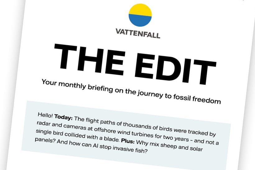Newsletter THE EDIT.