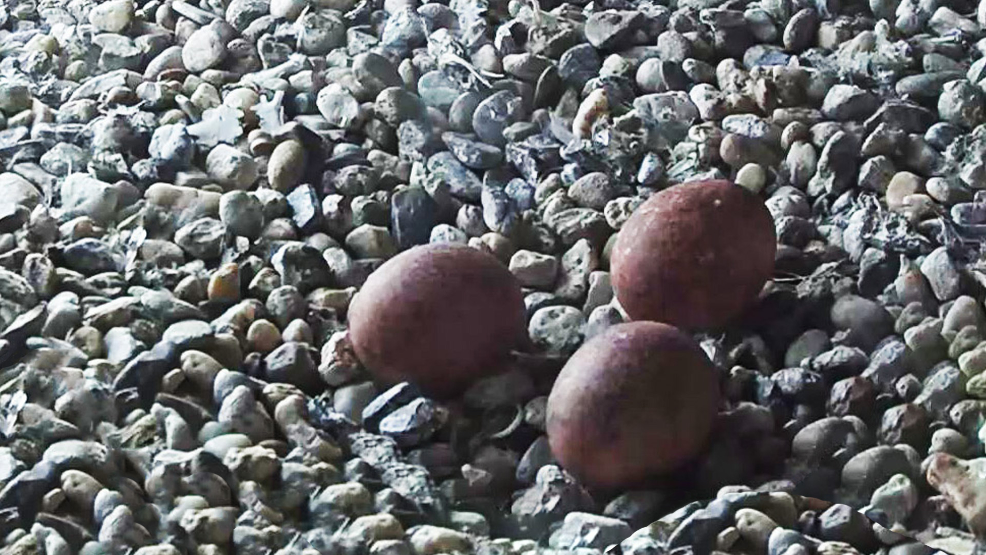 Tre rødbrune æg inde i redekassen