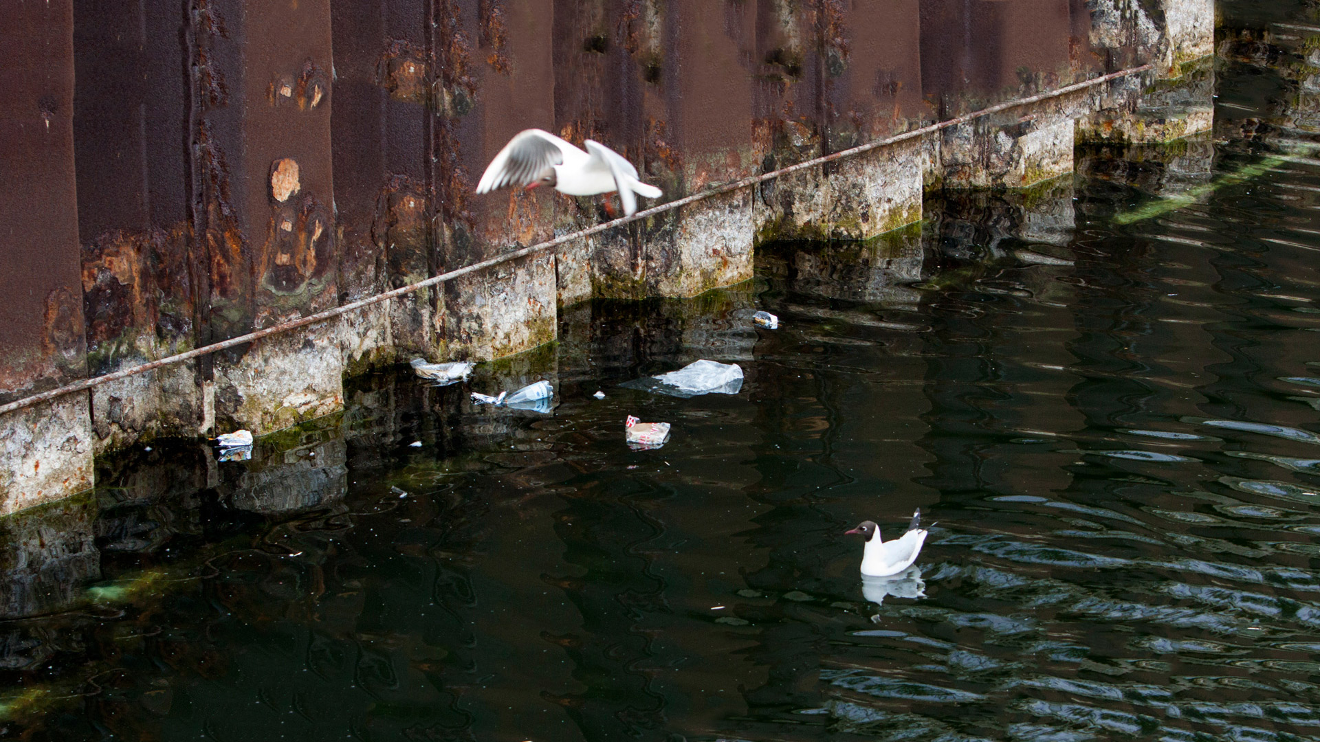 Plastic i en havn