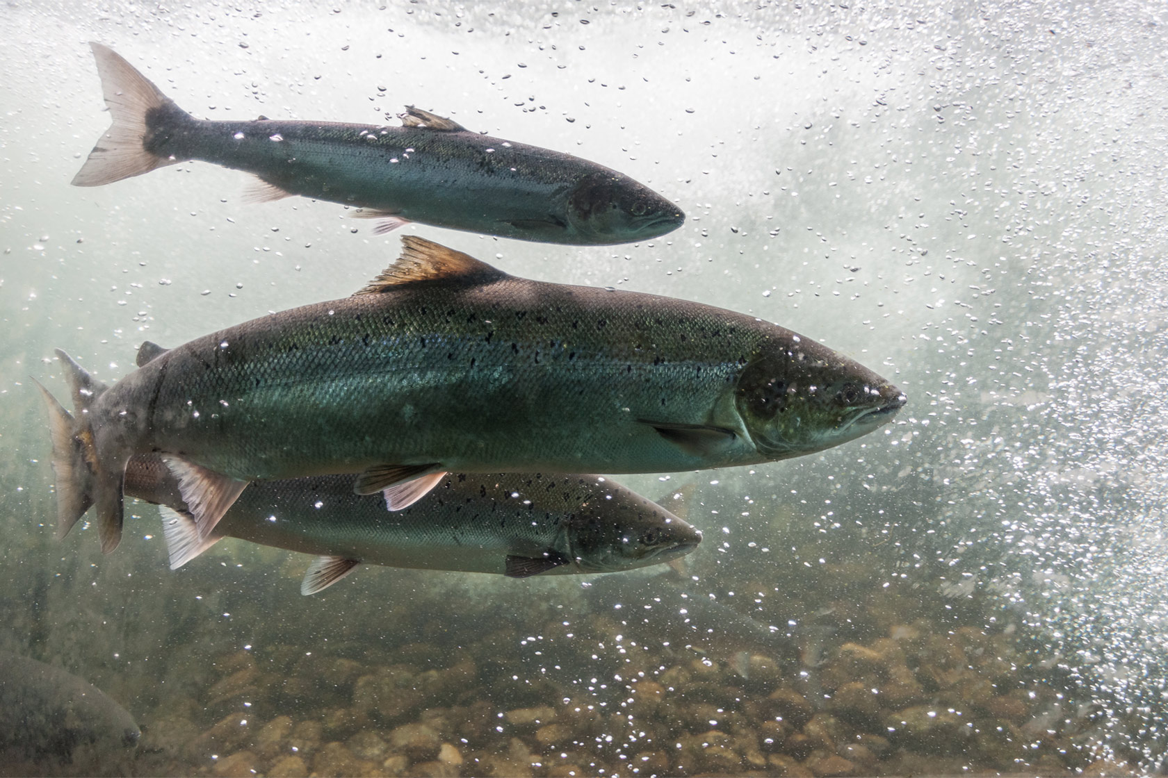 Salmon swimming upstream. Photo taken in Stavanger, Norway.
