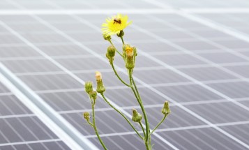 A bee on a yellow flower in front of solar panels