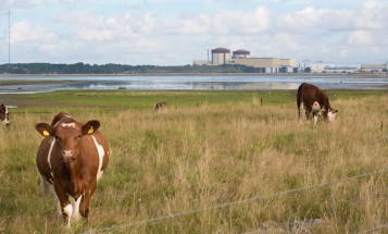 Cows browsing next to Ringhals