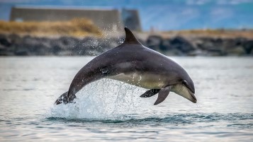 Delfin, der aus dem Wasser springt