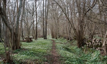 Wood anemones in a forest