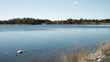 En svan tar sig fram på sjön framför Forsmarks kärnkraftverk