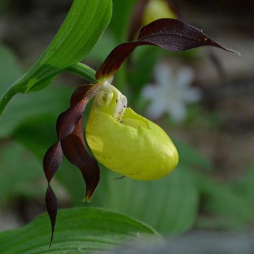 A lady's-slipper orchid