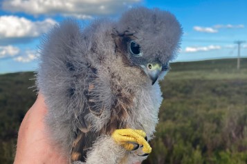 Merlin chick at Ray wind farm