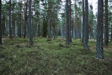 Baumgruppe im Wald