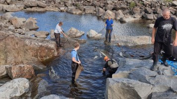 Omkring 15 personer arbejdede i to dage på at redde en større flok laks tilbage i elven ved kraftværket i Älvkarleby.