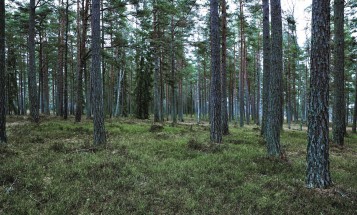 Baumgruppe im Wald