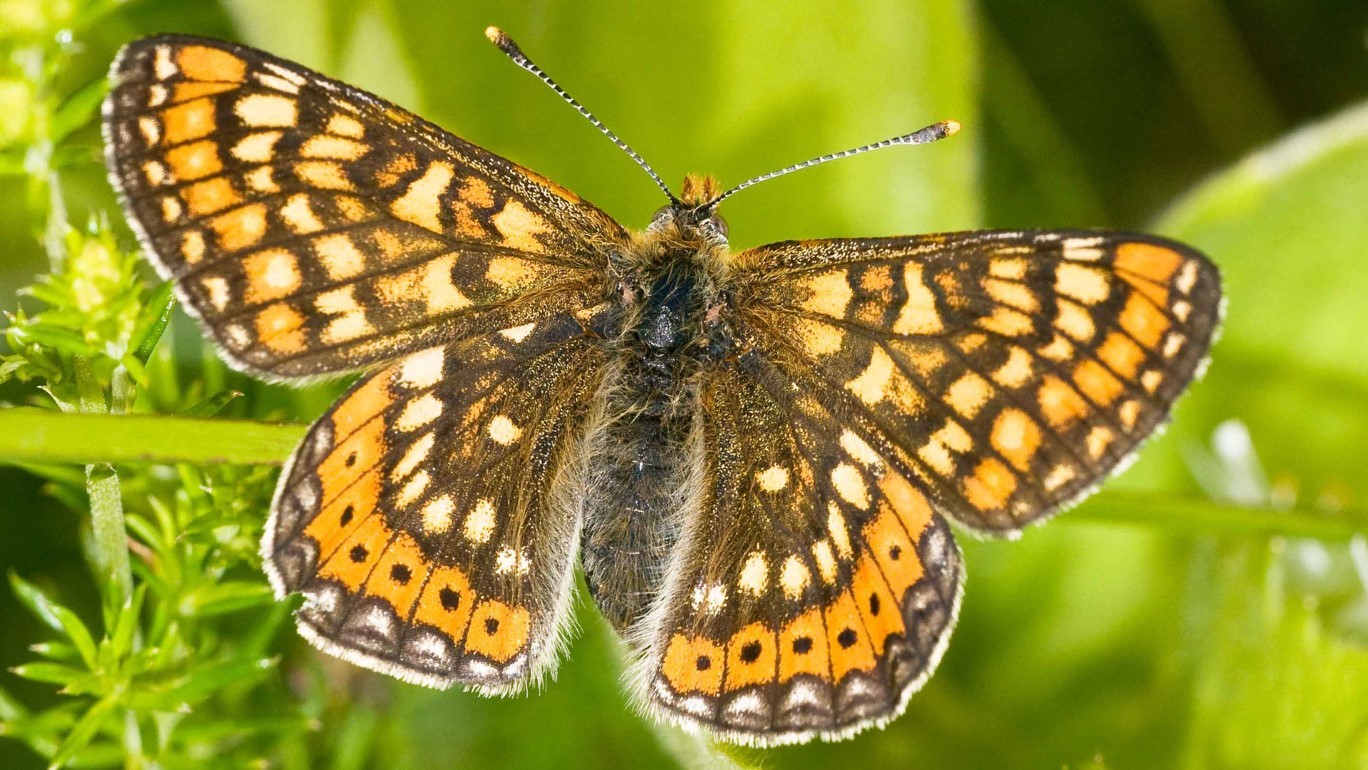 Admiral - Schmetterling Admiral - Schmetterling