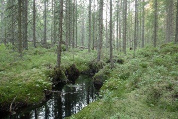 Waldstück mit einem durchlaufendem Fluss