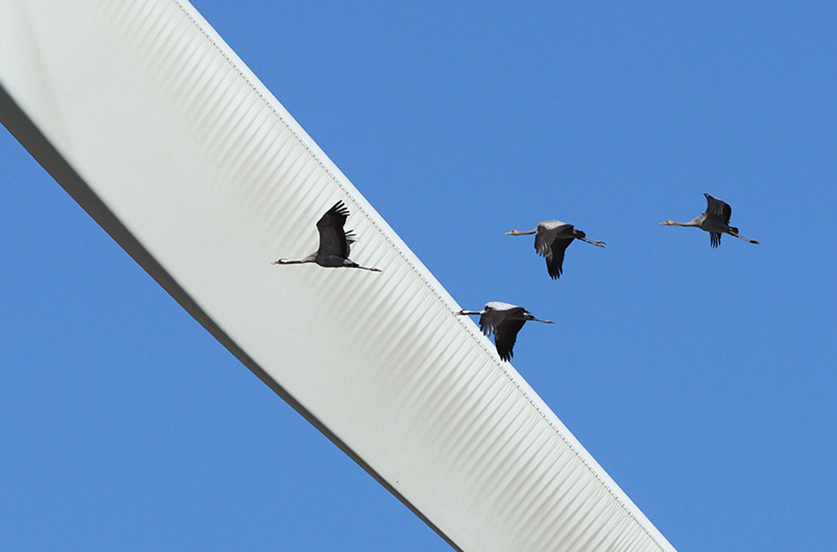 Tranfamilj flyger genom Klim-vindkraftparken. Foto: Henrik Haaning Nielsen