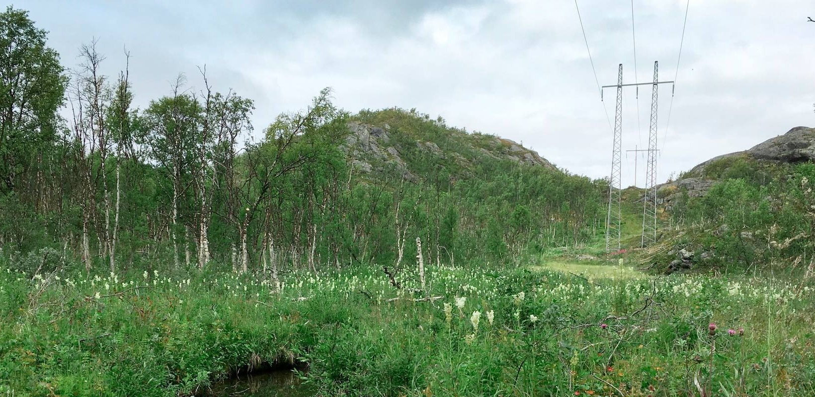 En bäck och grönska i en kraftledningsgata En bäck och grönska i en kraftledningsgata