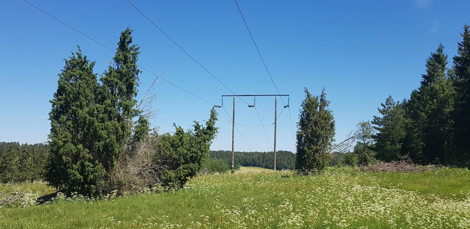 Kraftledningsgata med vildblommor och buskar under en klarblå himmel.