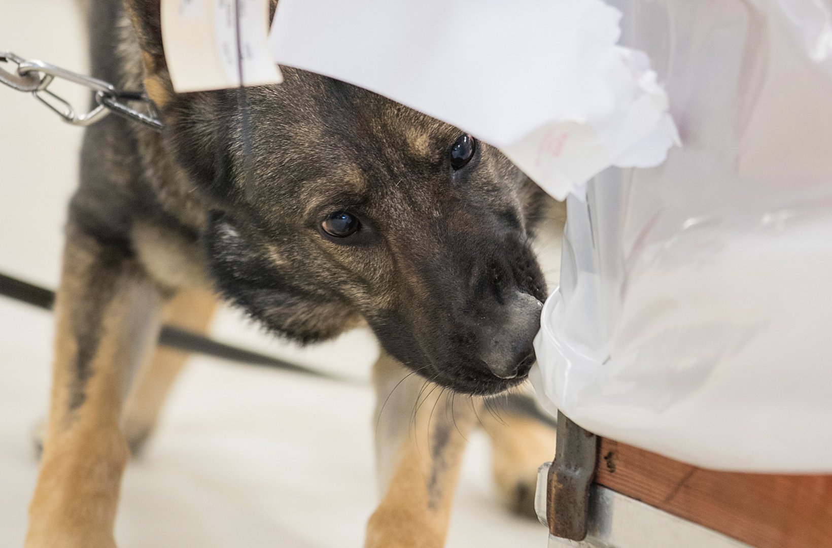 Schäfern Zäta nosar på ett paket. Foto: Annika Örnborg