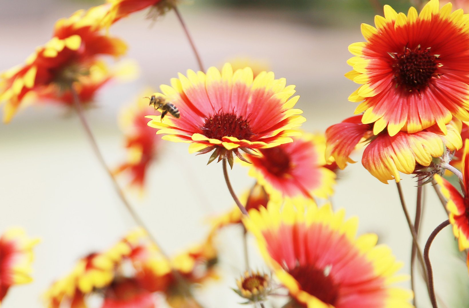 Bi med blommor i bakgrunden