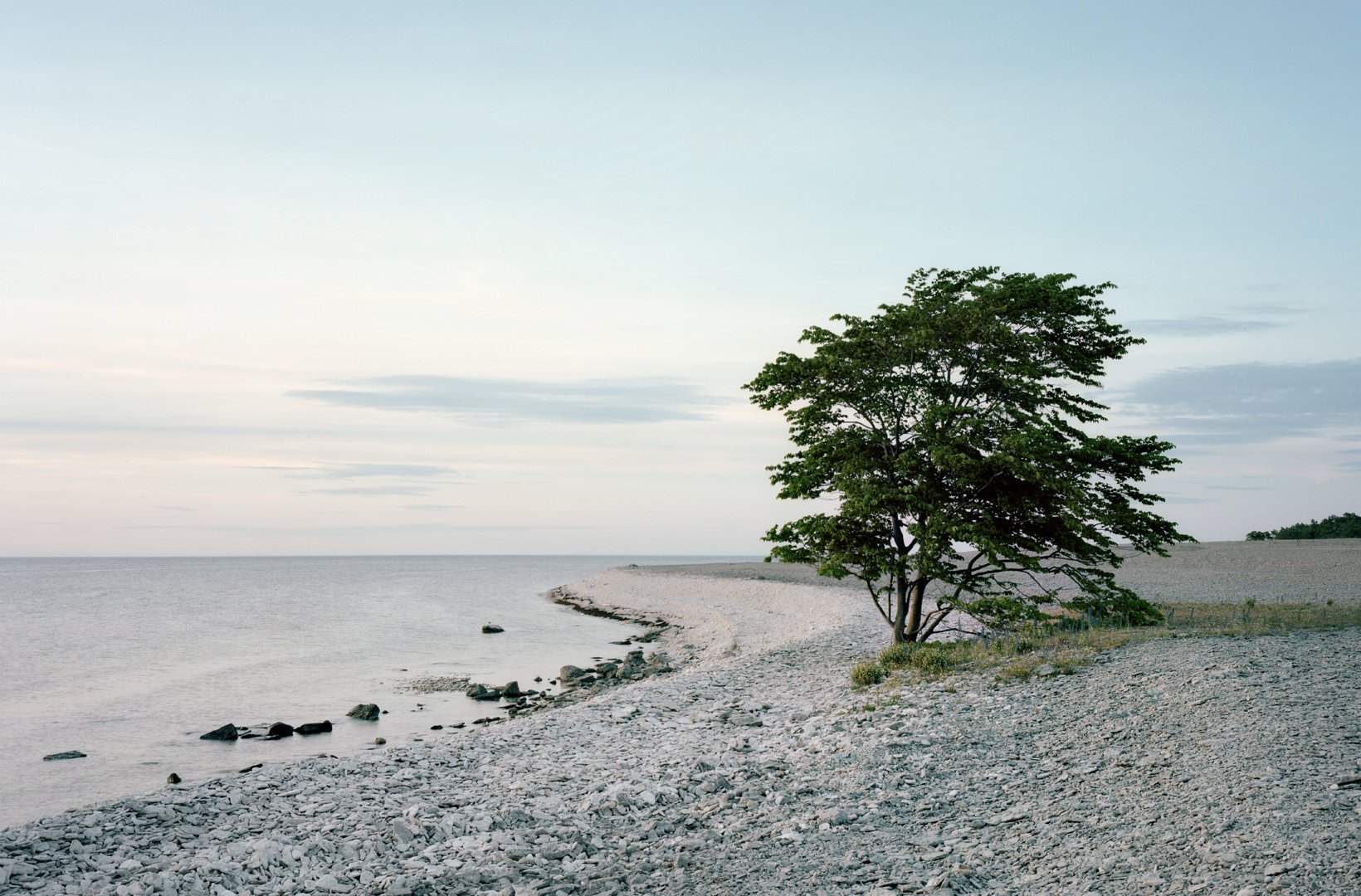 Ett träd på en strand