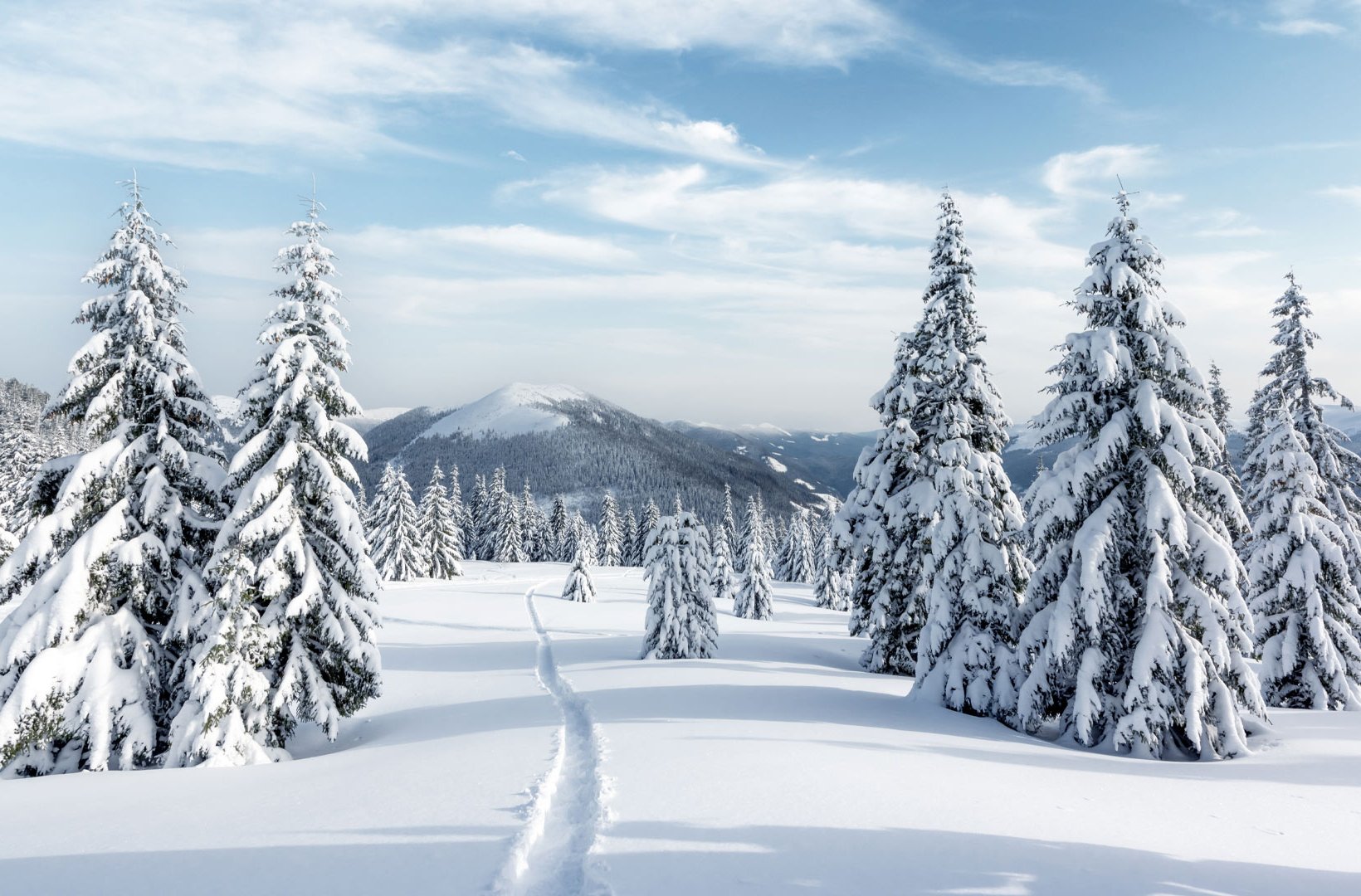 Vinterlandskap med snötäckta granar och berg