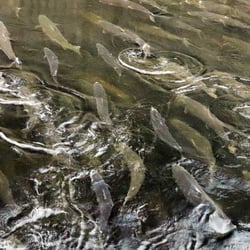 Ett fiskstim