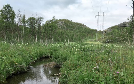 En bäck och grönska i en kraftledningsgata