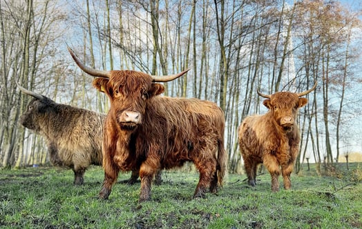 Skotsk höglandsboskap på ett fält med träd i bakgrunden. Foto: Dennis Haverkamp. Skotsk höglandsboskap på ett fält med träd i bakgrunden. Foto: Dennis Haverkamp.
