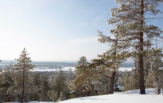Utsikt från en höjd med snötäckta träd