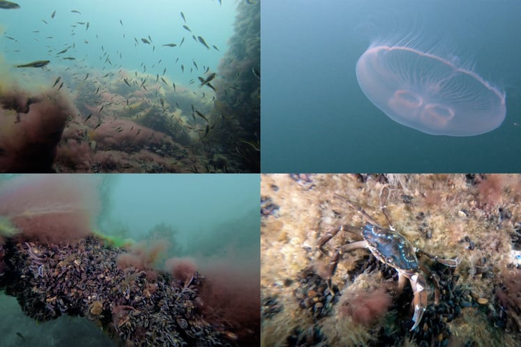 Collage av foton på marint liv vid vindkraftparken Lillgrund, bland annat en manet, en krabba och ett stim med småfisk.