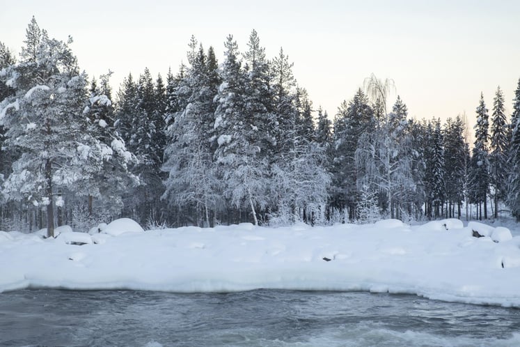 Snötäckt skog intill en älv.