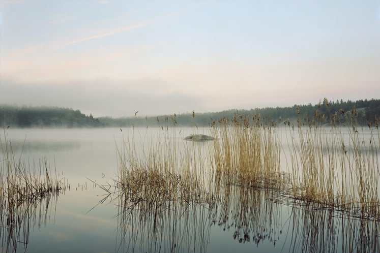 Vassruggar i dimmig sjö Vassruggar i dimmig sjö