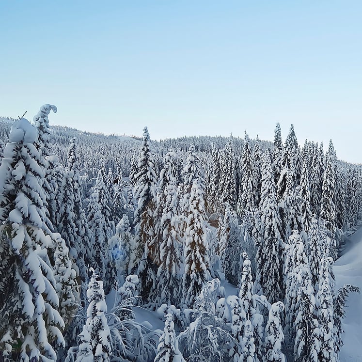 Snötäckta träd på ett berg