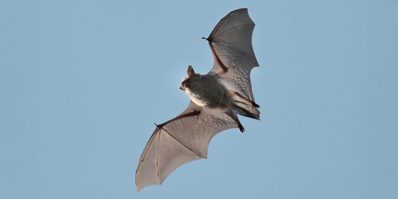 Flygande fladdermus Flygande fladdermus