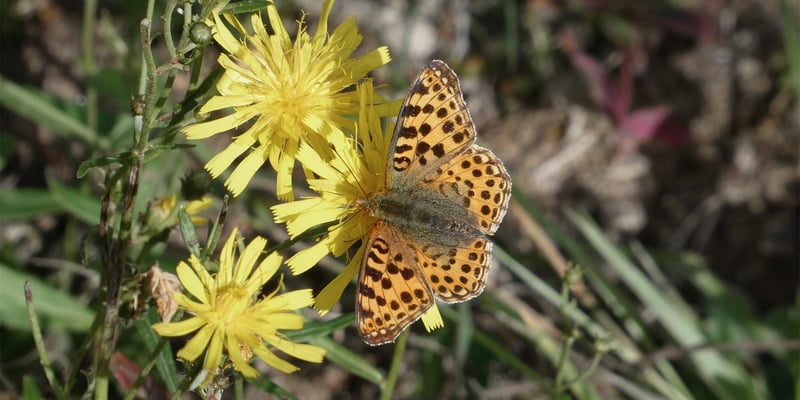En fjäril bland gula blommor En fjäril bland gula blommor