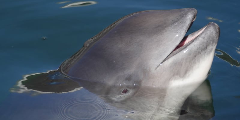 Närbild av en delfin som bryter vattenytan med öppen mun i lugnt, blått vatten. Foto: Heloise Hamel.