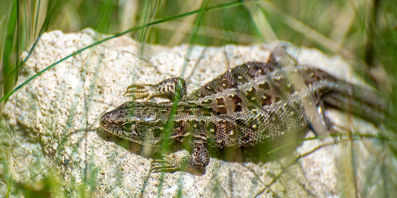 Närbild av en sandödla som ligger på en ljus sten omgiven av gräs. Foto: Karsten Wulff. Närbild av en sandödla som ligger på en ljus sten omgiven av gräs. Foto: Karsten Wulff.