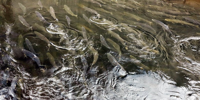 Fisk i fisktrappan i vattenkraftverket Stornorrfors