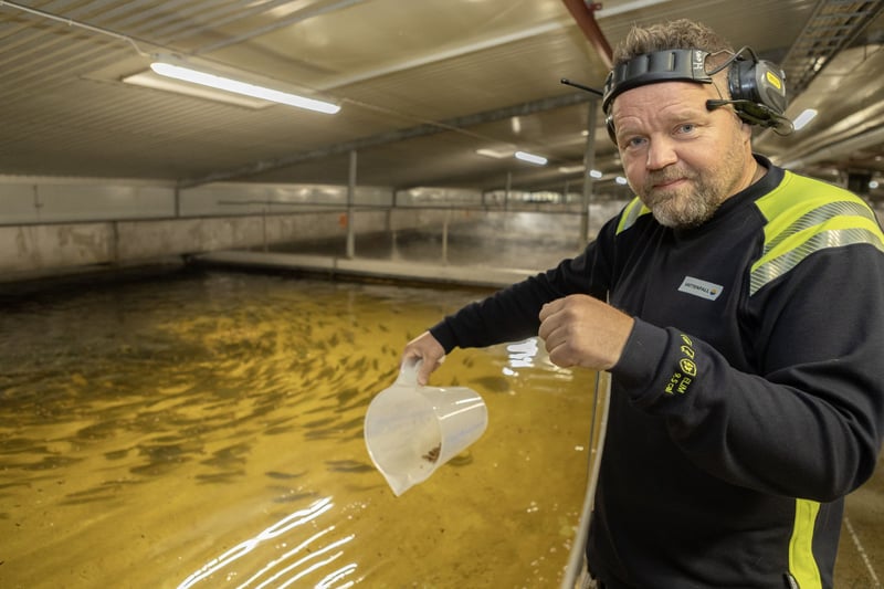 Man som matar fiskar i en bassäng Man som matar fiskar i en bassäng
