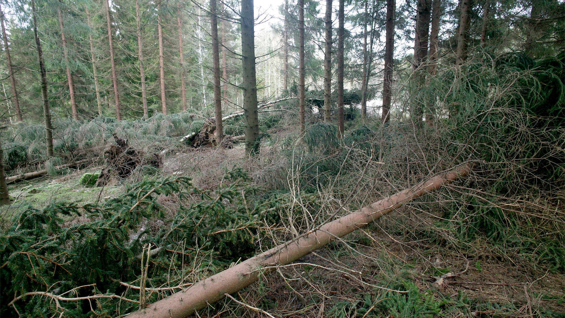 Träd som fällts av stormen Gudrun