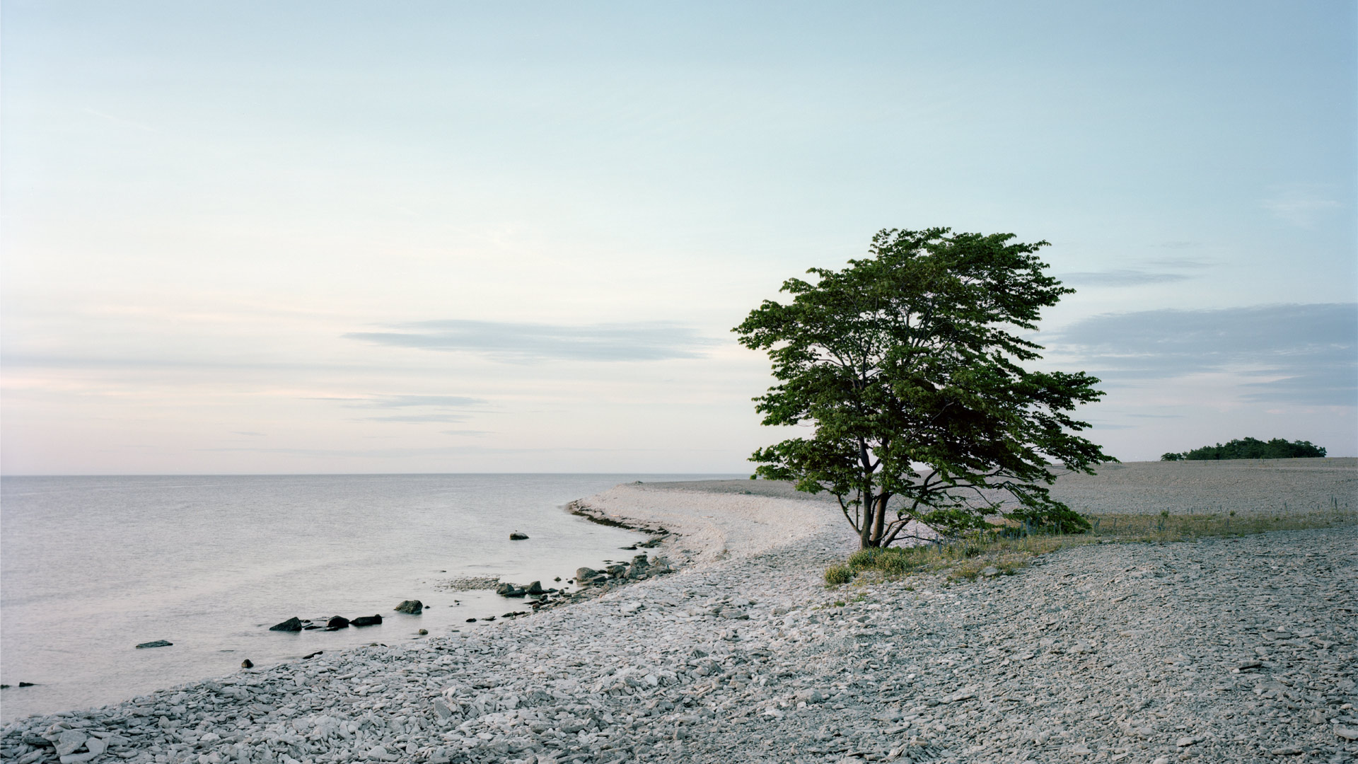 Ett träd på en strand