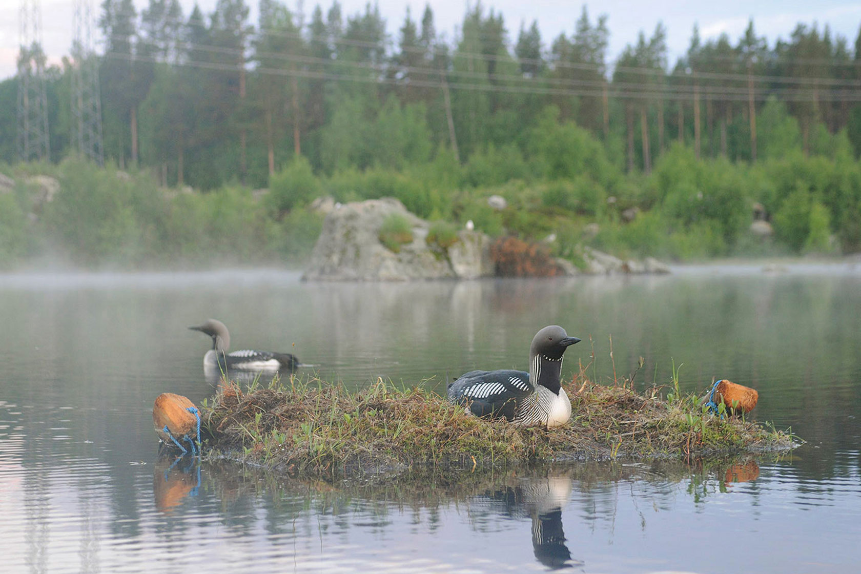 Storlommar i flytande bo. Foto: Göran Ekström Storlommar i flytande bo. Foto: Göran Ekström