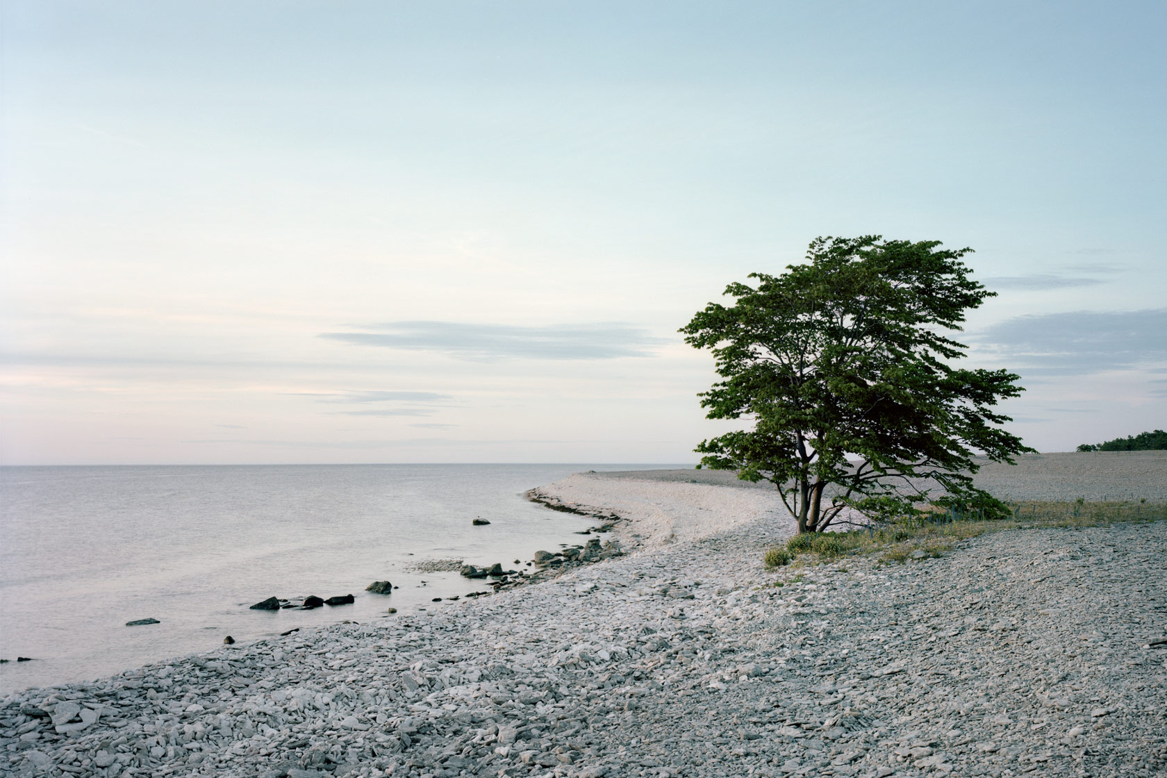 Ett träd på en gotländsk strand