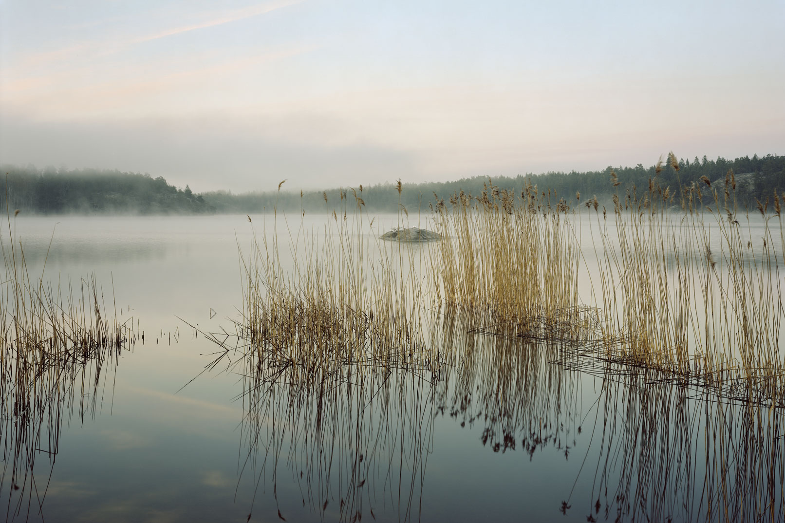 Reed in a misty morning. Photo: Felix Odell