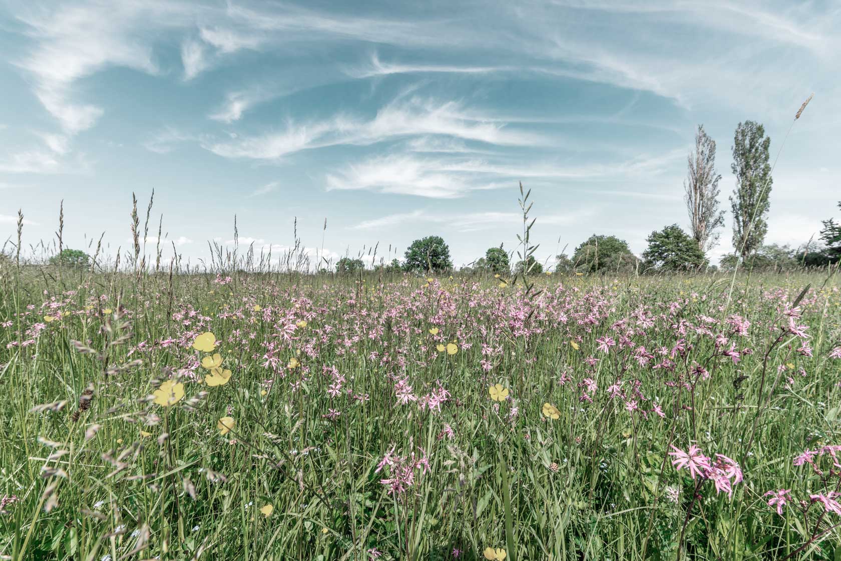 A spring meadow