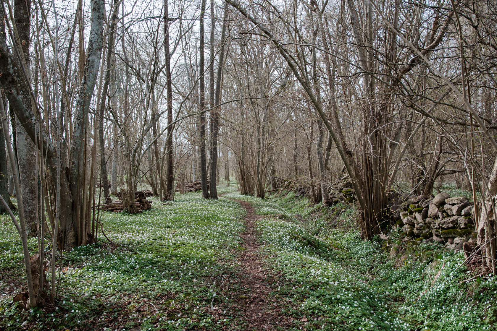 Wood anemones in a forest. 