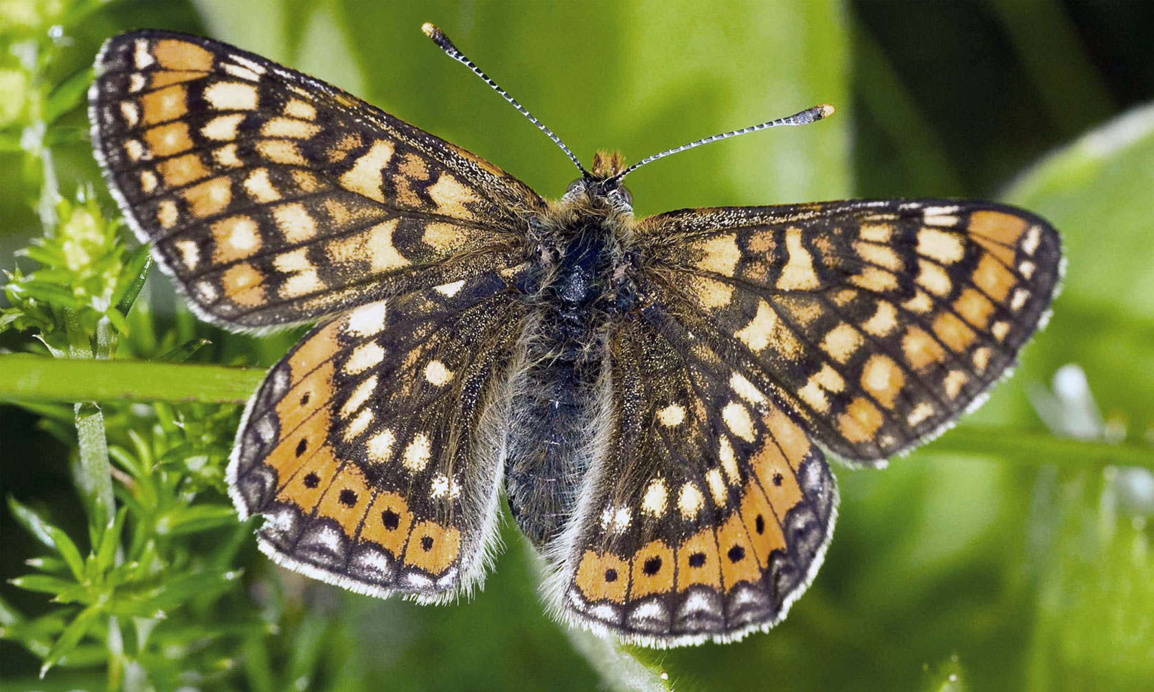 A marsh fritillary butterfly